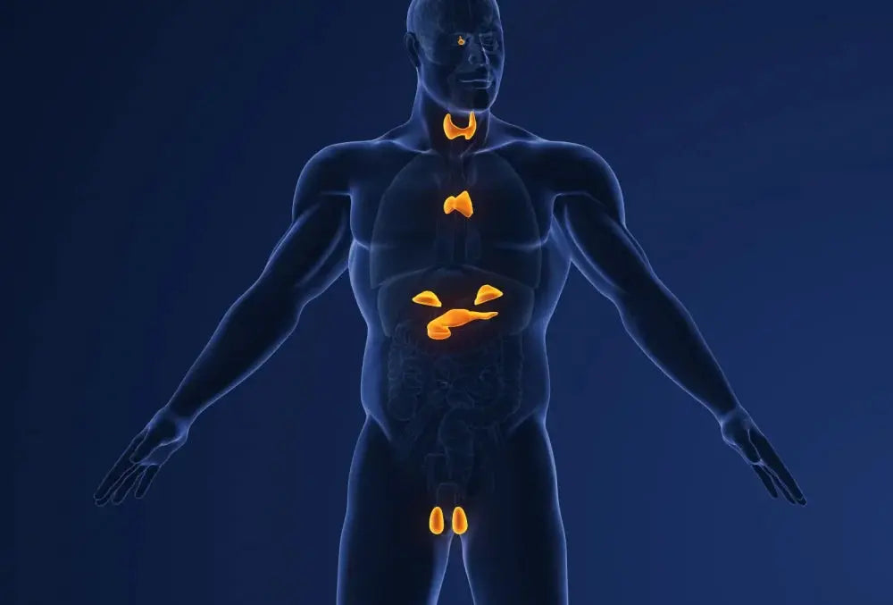 The Micro-War on Your Endocrine System (And How to Fight Back Without Anyone Knowing)