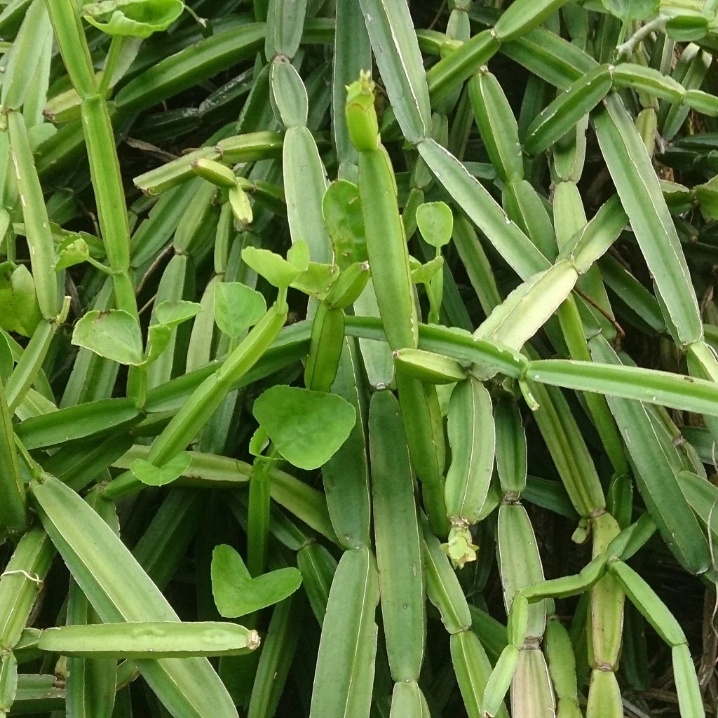 Ingredient image