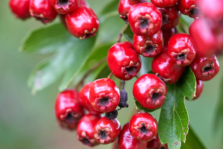 Hawthorn Berries
