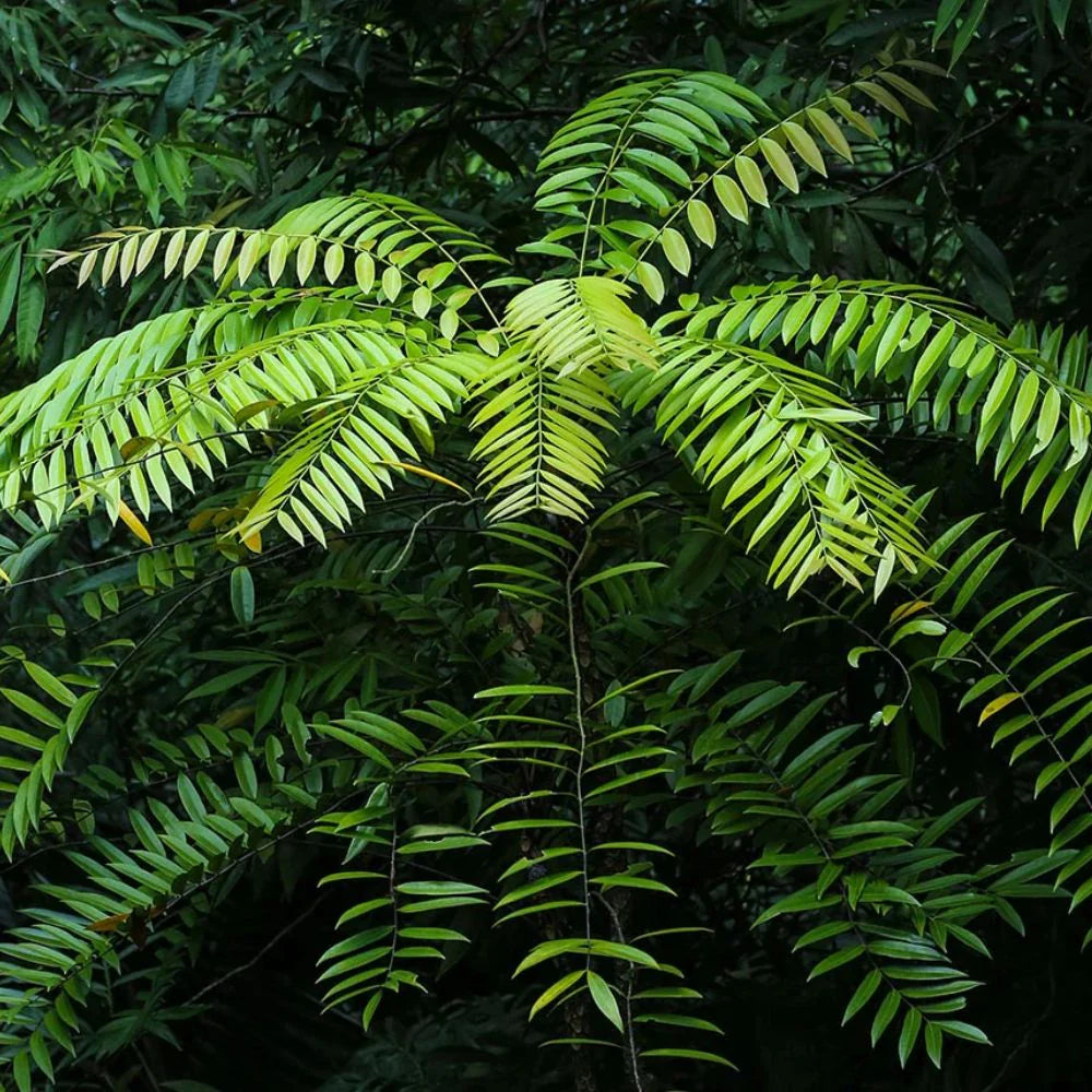 Ingredient image